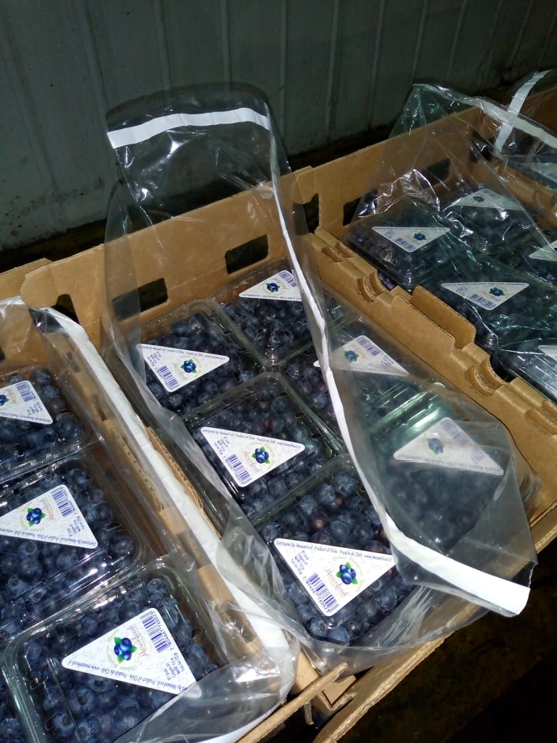 Arándanos de exportación Arándanos de exportación